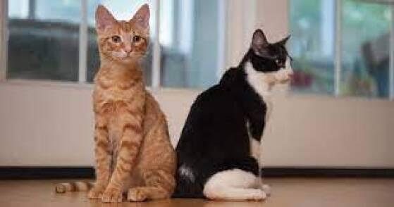 Por que adotar um gato ? Conheça as vantagens de um animal dentro de casa