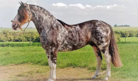 Cavalo crioulo movimenta R$ 5,36 bi e gera mais de 160 mil vagas de emprego